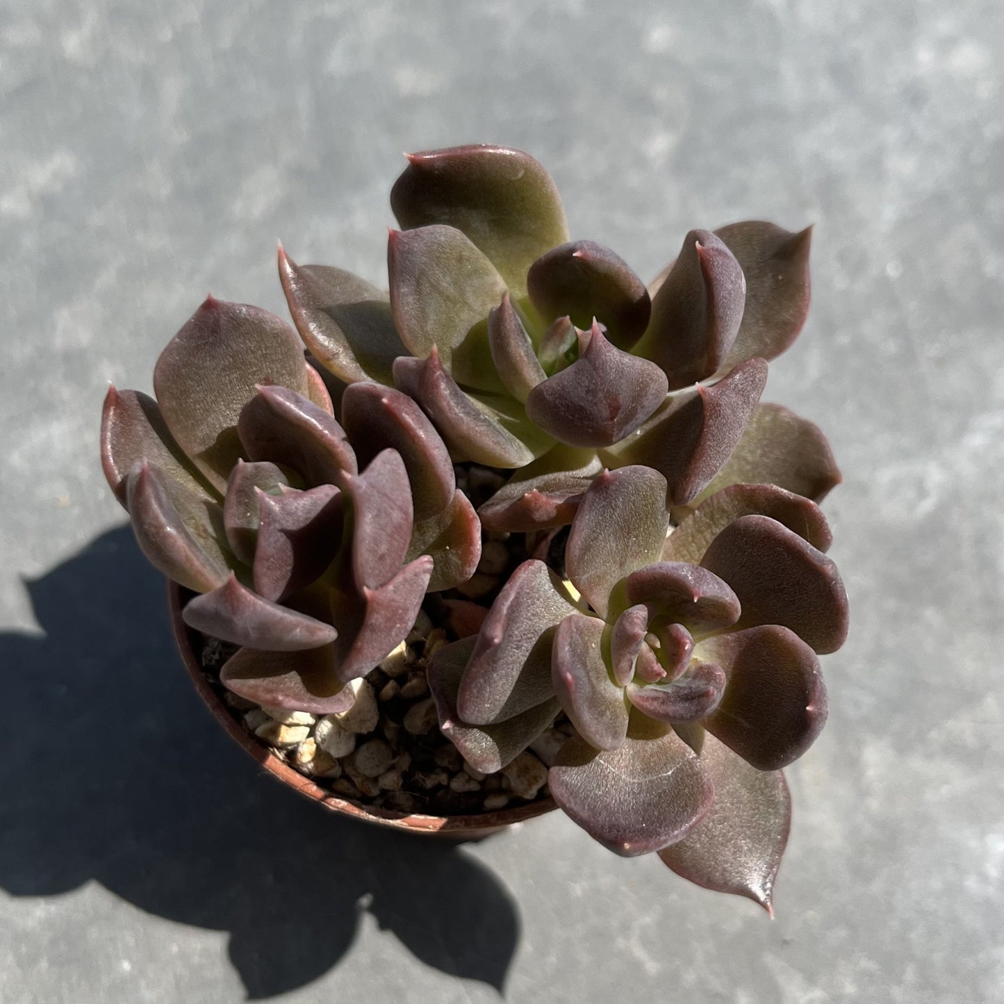 Echeveria Mini
