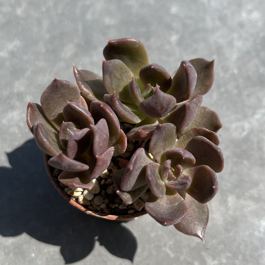 Echeveria Mini