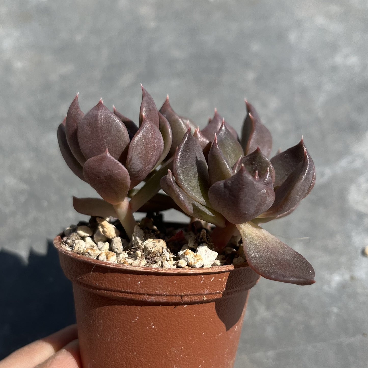 Echeveria Mini