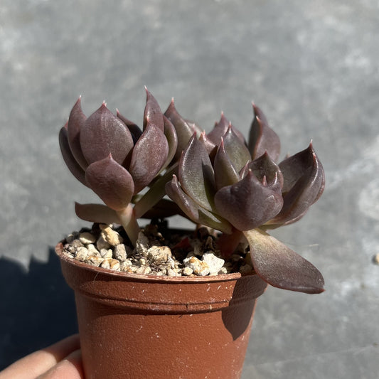 Echeveria Mini