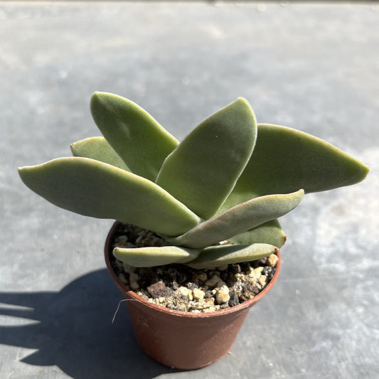 Crassula falcata / Sicheldickblatt Mini