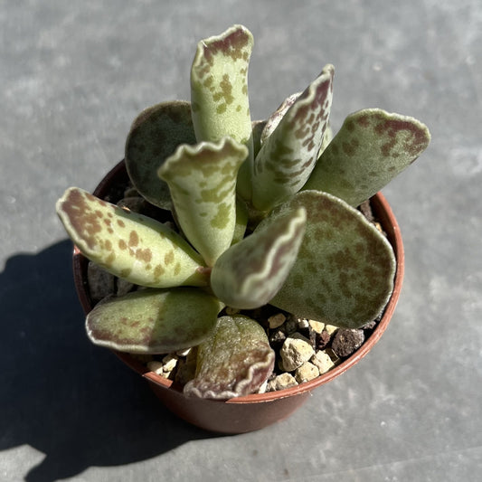 Adromischus cooperi Mini