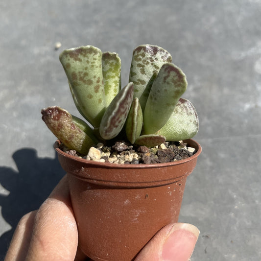 Adromischus cooperi Mini