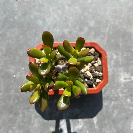 Crassula ovata Bonsai