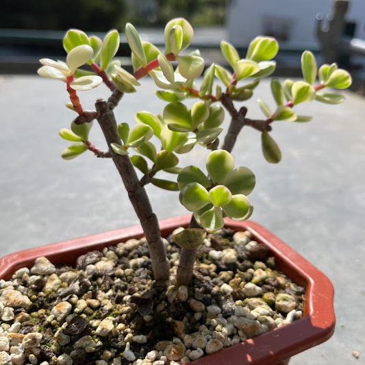 Portulacaria afra variegata Bonsai Jadebaum / Speckbaum