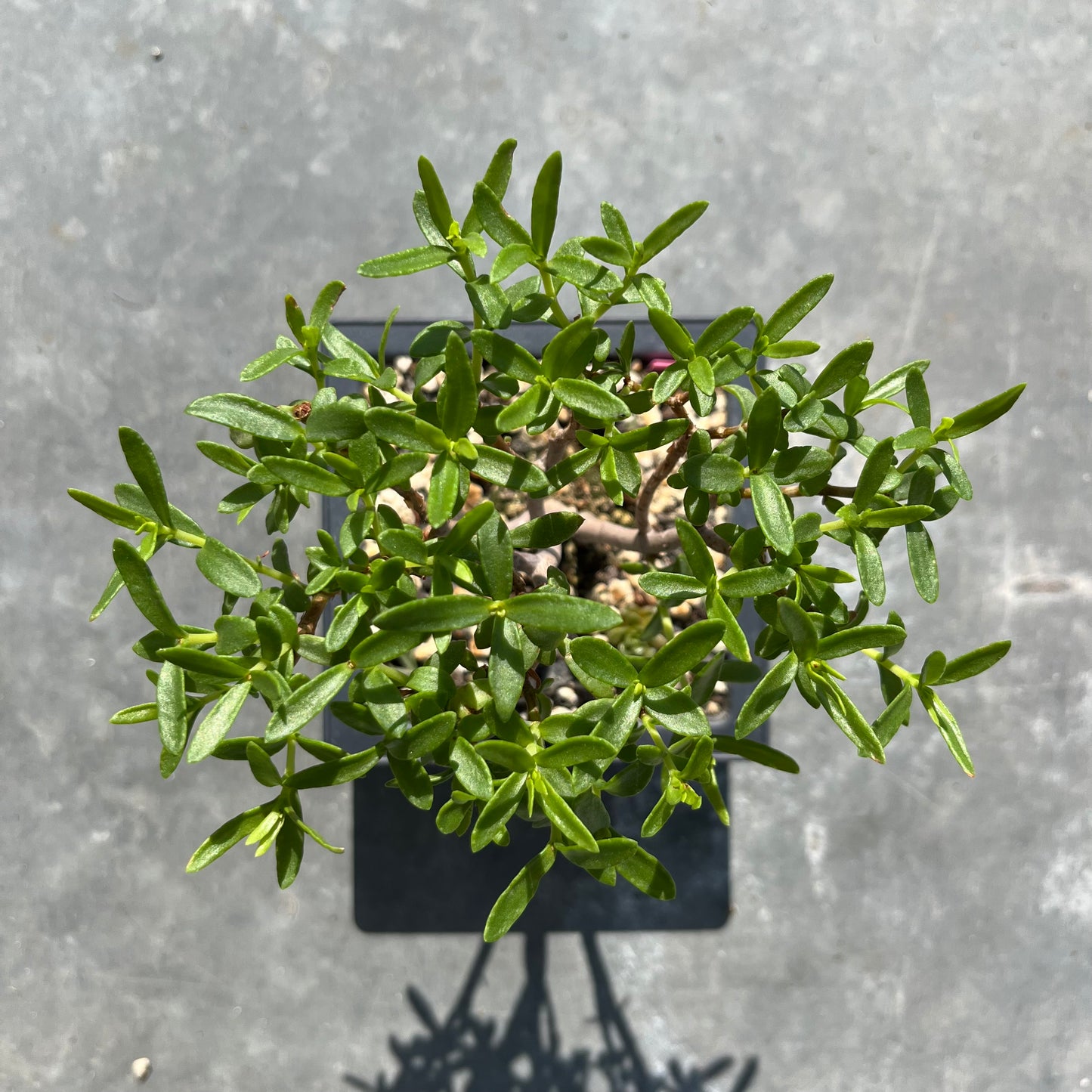 Crassula sarkocaulis Bonsai