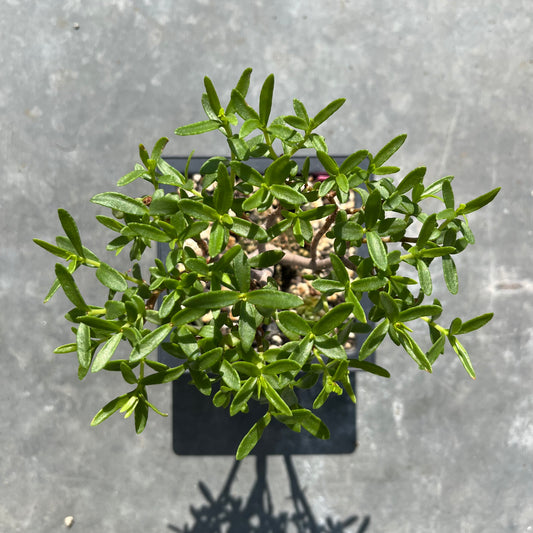 Crassula sarkocaulis Bonsai C