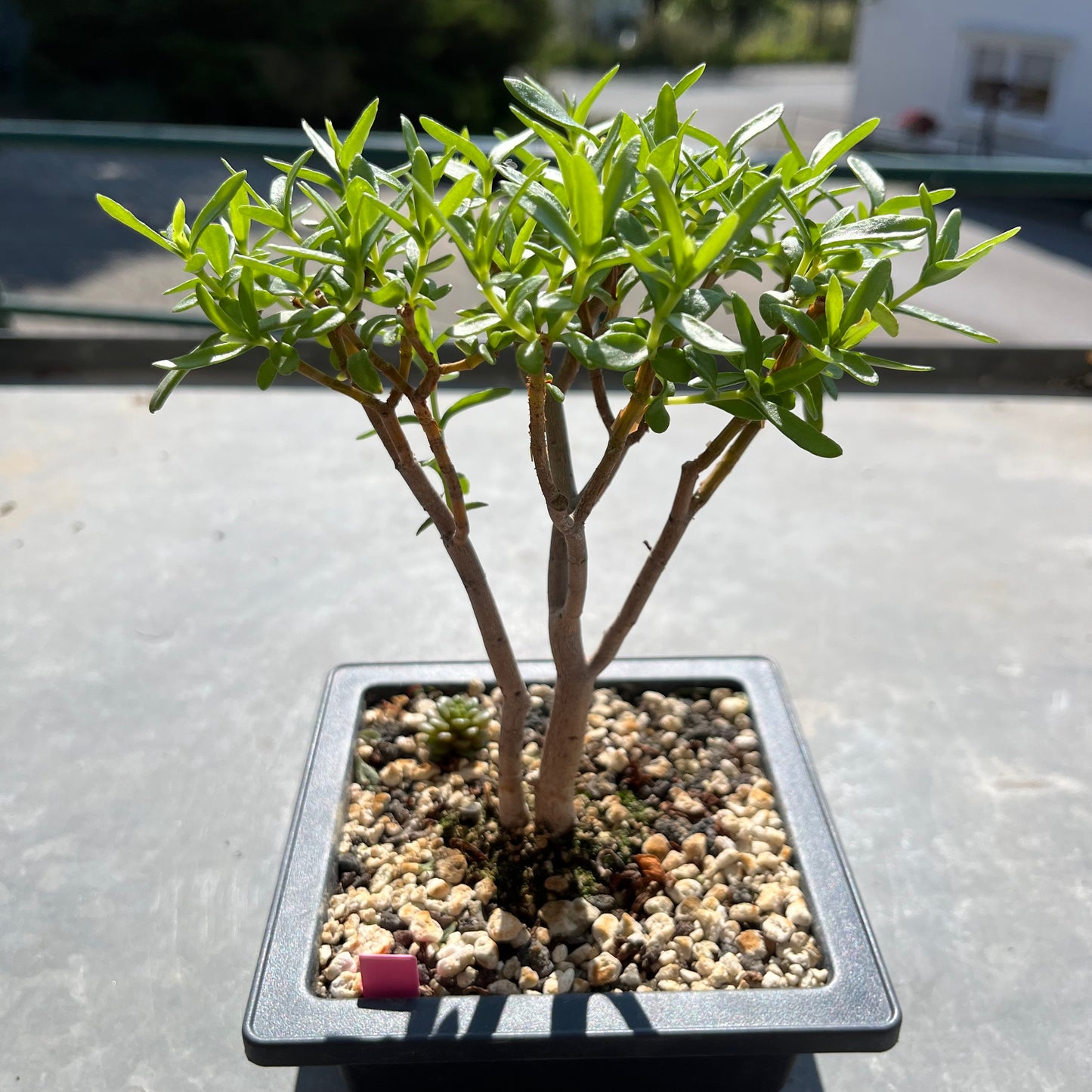 Crassula sarkocaulis Bonsai