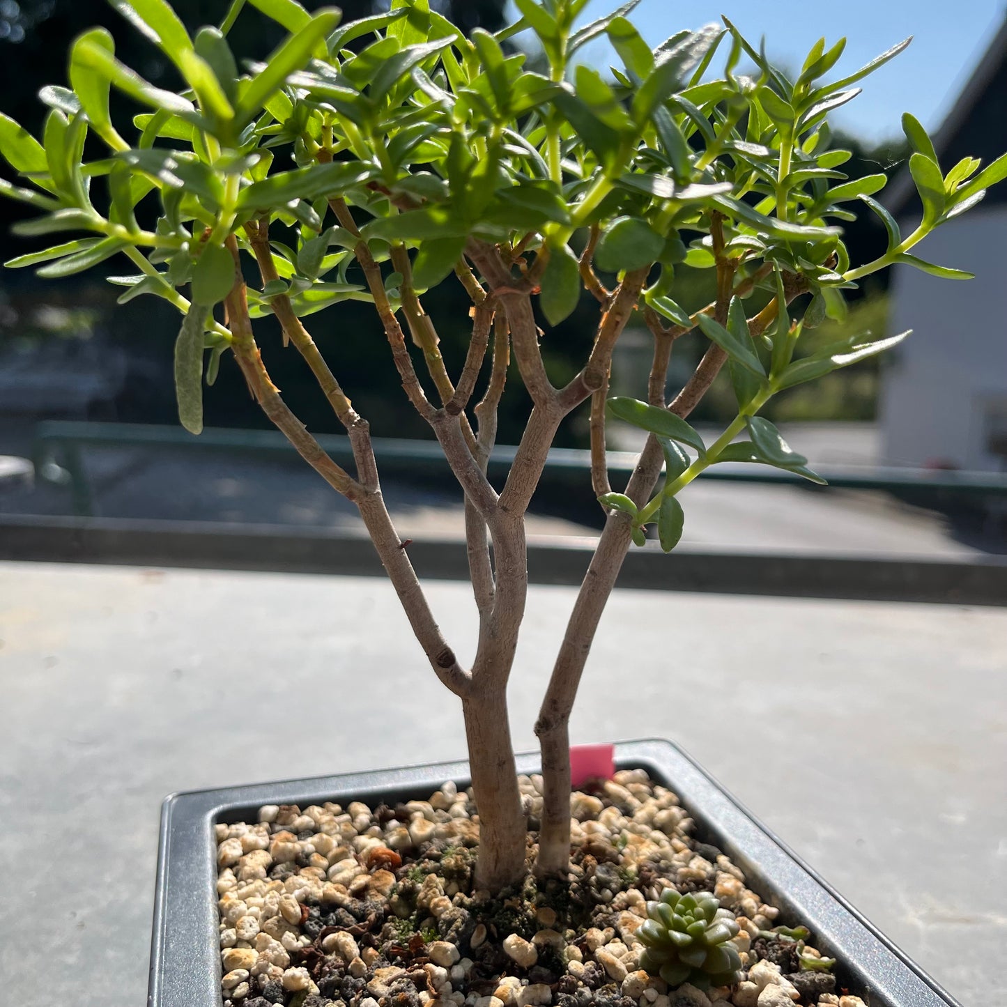 Crassula sarkocaulis Bonsai