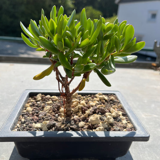 Crassula Bonsai A