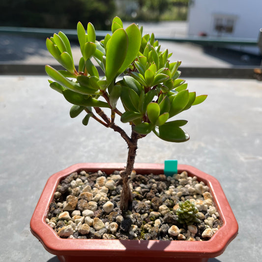 Crassula Bonsai B