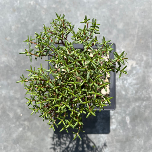 Crassula sarkocaulis Bonsai