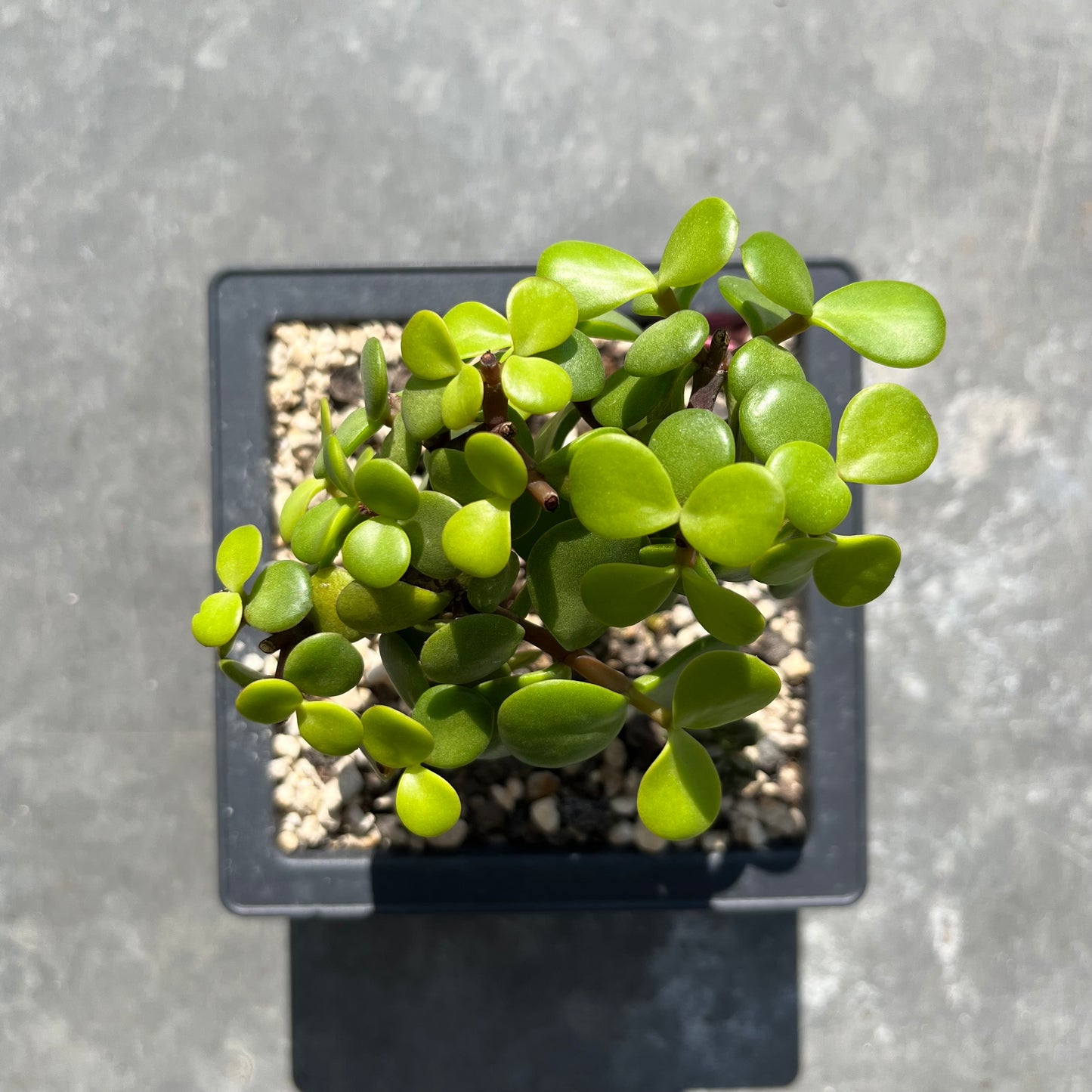 Portulacaria afra Bonsai Jadebaum / Speckbaum