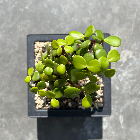 Portulacaria afra Bonsai Jadebaum / Speckbaum