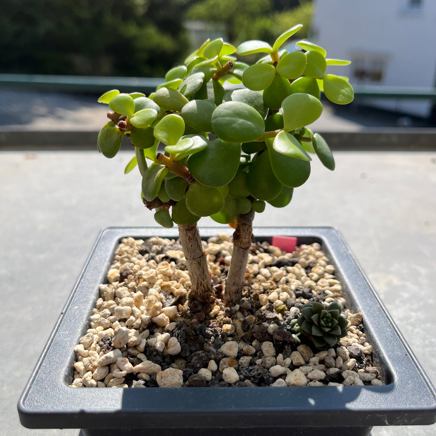 Portulacaria afra Bonsai Jadebaum / Speckbaum