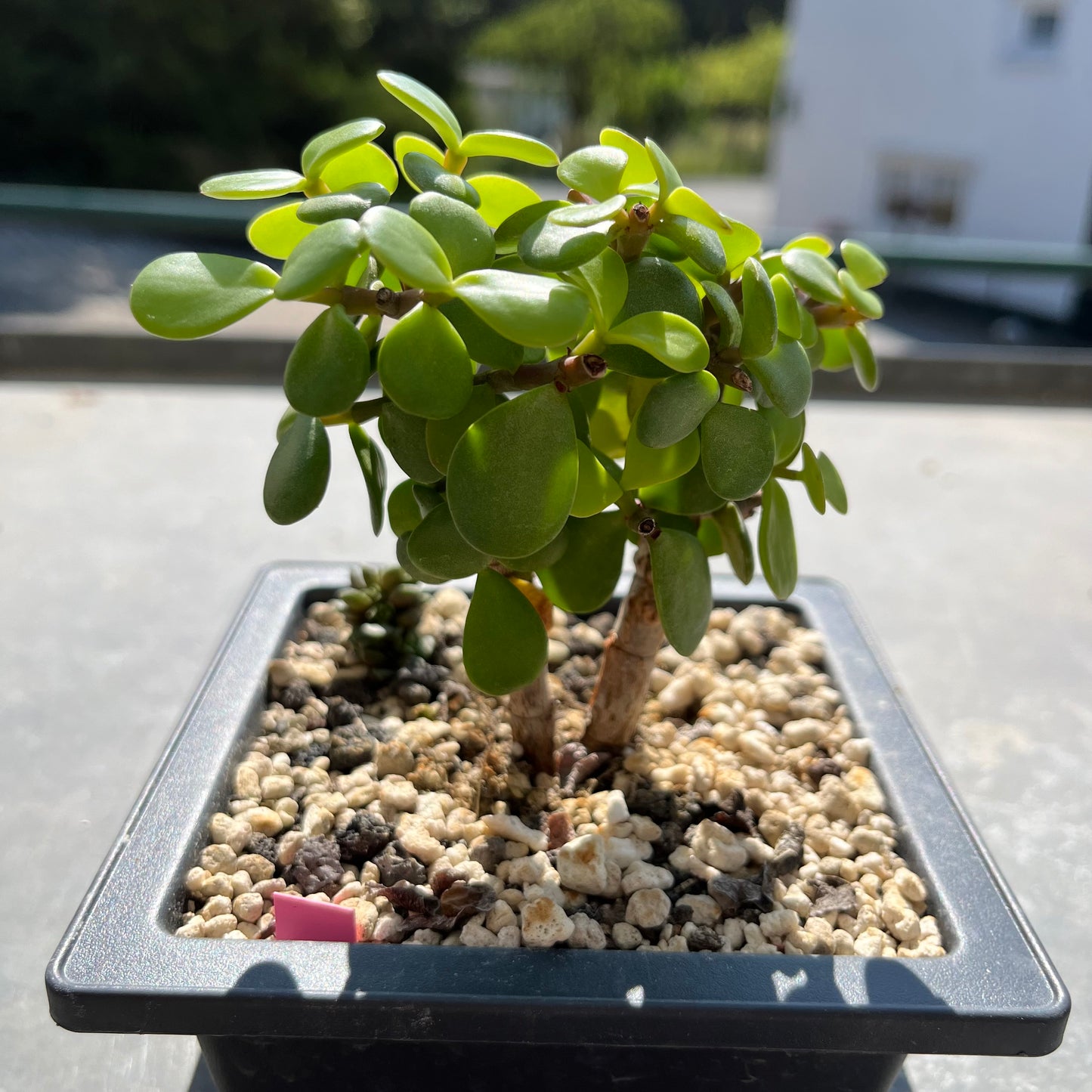 Portulacaria afra Bonsai Jadebaum / Speckbaum