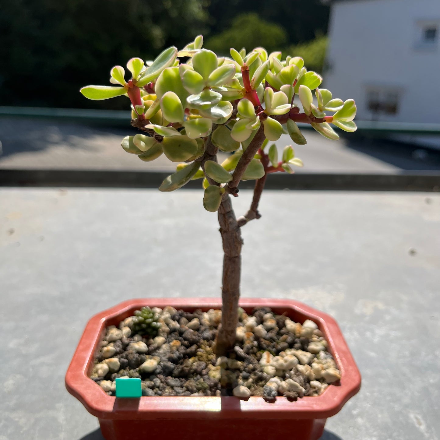Portulacaria afra variegata Bonsai Jadebaum / Speckbaum