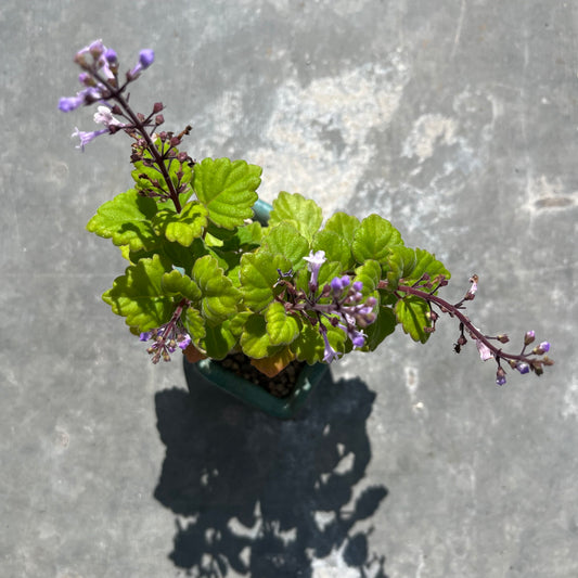 Plectranthus ernstii / Bonsai Minze B