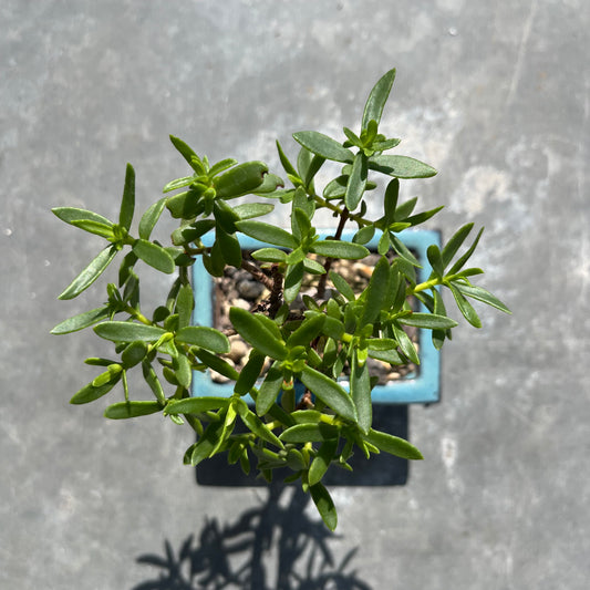 Crassula sarkocaulis Bonsai inkl. Keramiktopf