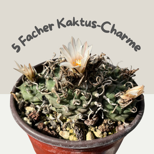 Turbinicarpus schwarzii Gruppe 8,5cm Topf