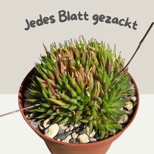 Haworthia chloracantha var. denticulifera Einzelstück