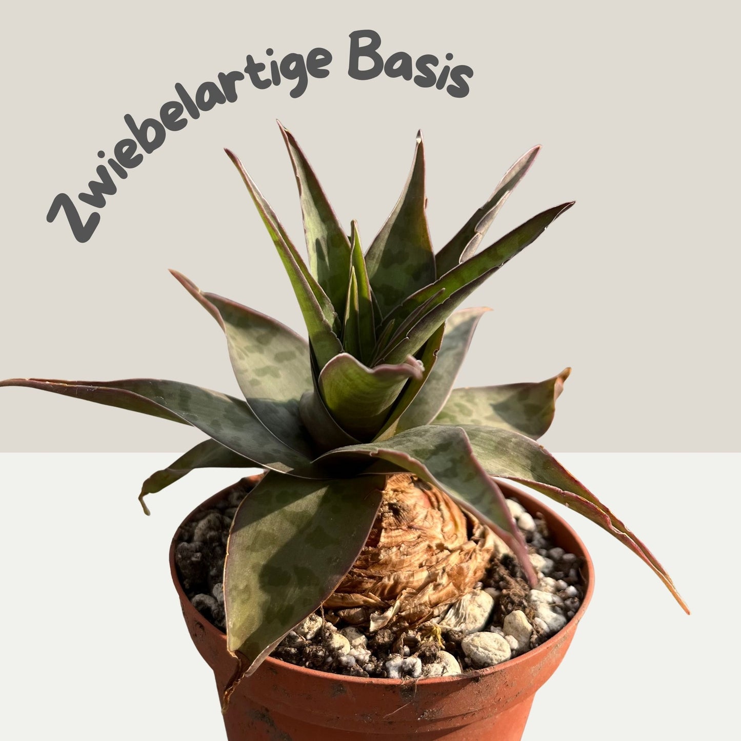 Ledebouria revoluta Einzelstück