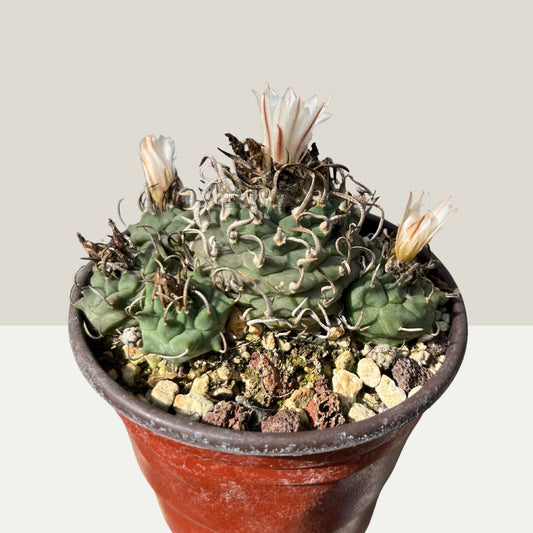 Turbinicarpus schwarzii Gruppe 8,5cm Topf