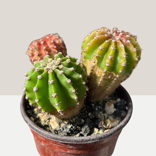 Echinopsis 8,5cm Topf