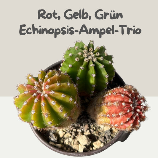 Echinopsis 8,5cm Topf