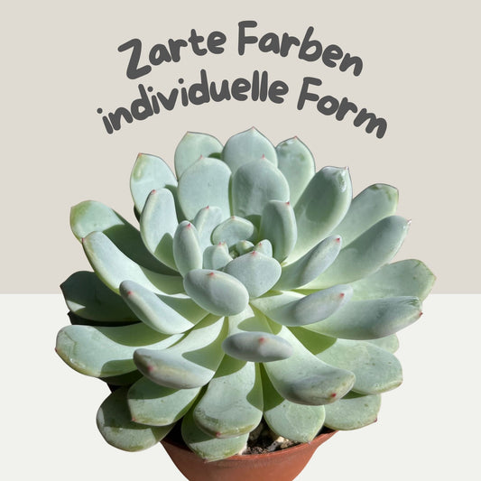 Echeveria 'Biante' Einzelstück