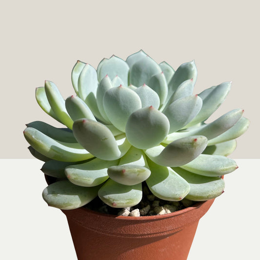 Echeveria 'Biante' Einzelstück