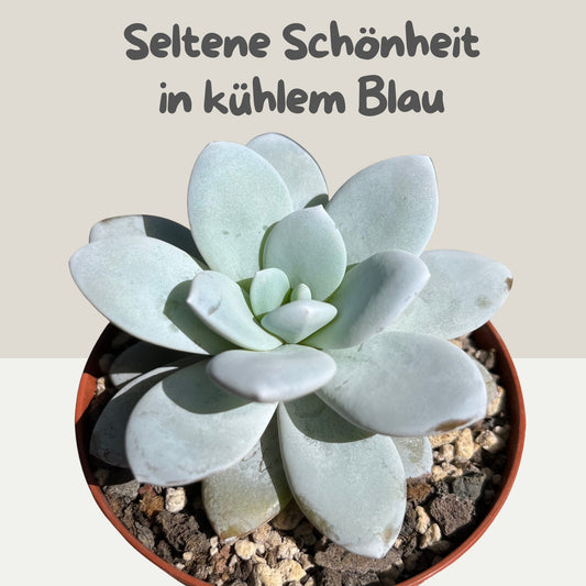 Echeveria Laui Einzelstück