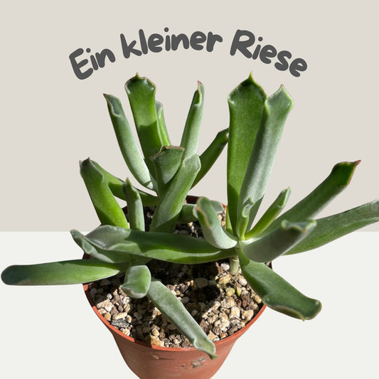 Cotyledon 'Elephant Trunk' Einzelstück