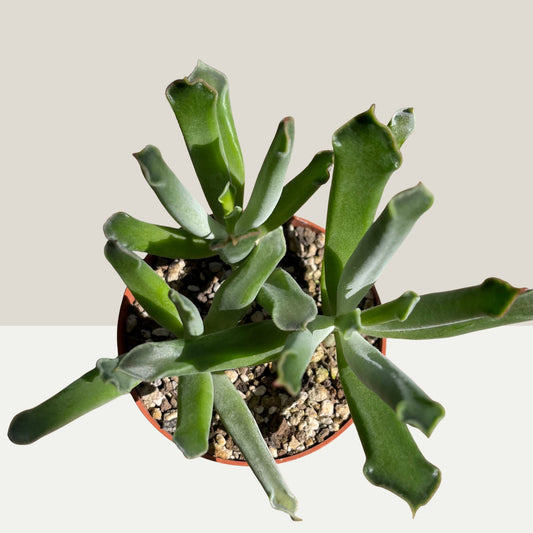 Cotyledon 'Elephant Trunk' Einzelstück