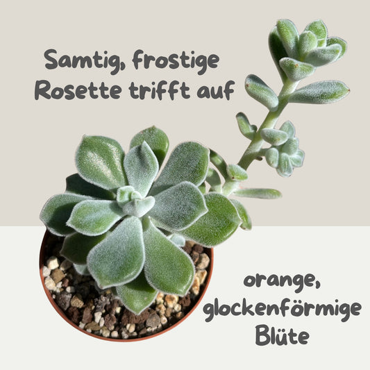 Echeveria pulvinata Frosty Einzelstück