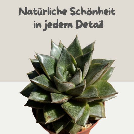 Echeveria purpusorum Einzelstück
