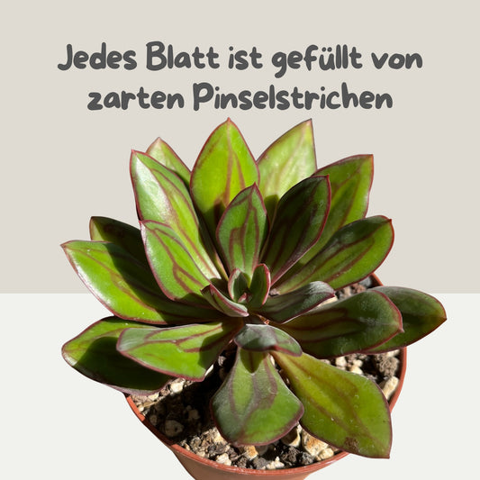 Echeveria nodulosa Einzelstück