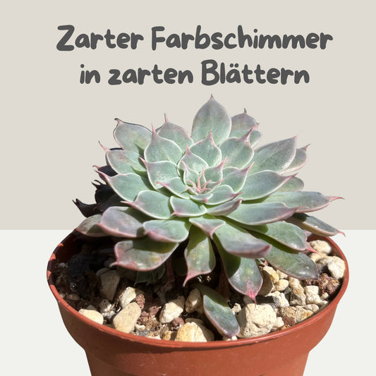 Graptopetalum 'Wings of Change' Gruppe Einzelstück