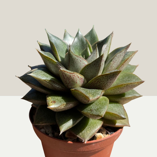 Echeveria purpusorum Einzelstück