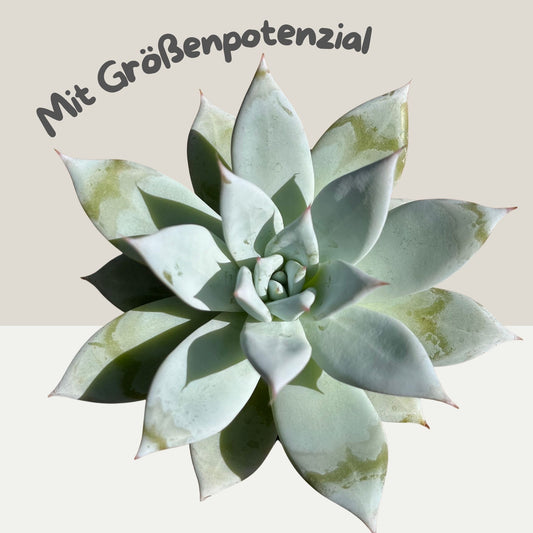 Echeveria 'Mexican Giant' Einzelstück