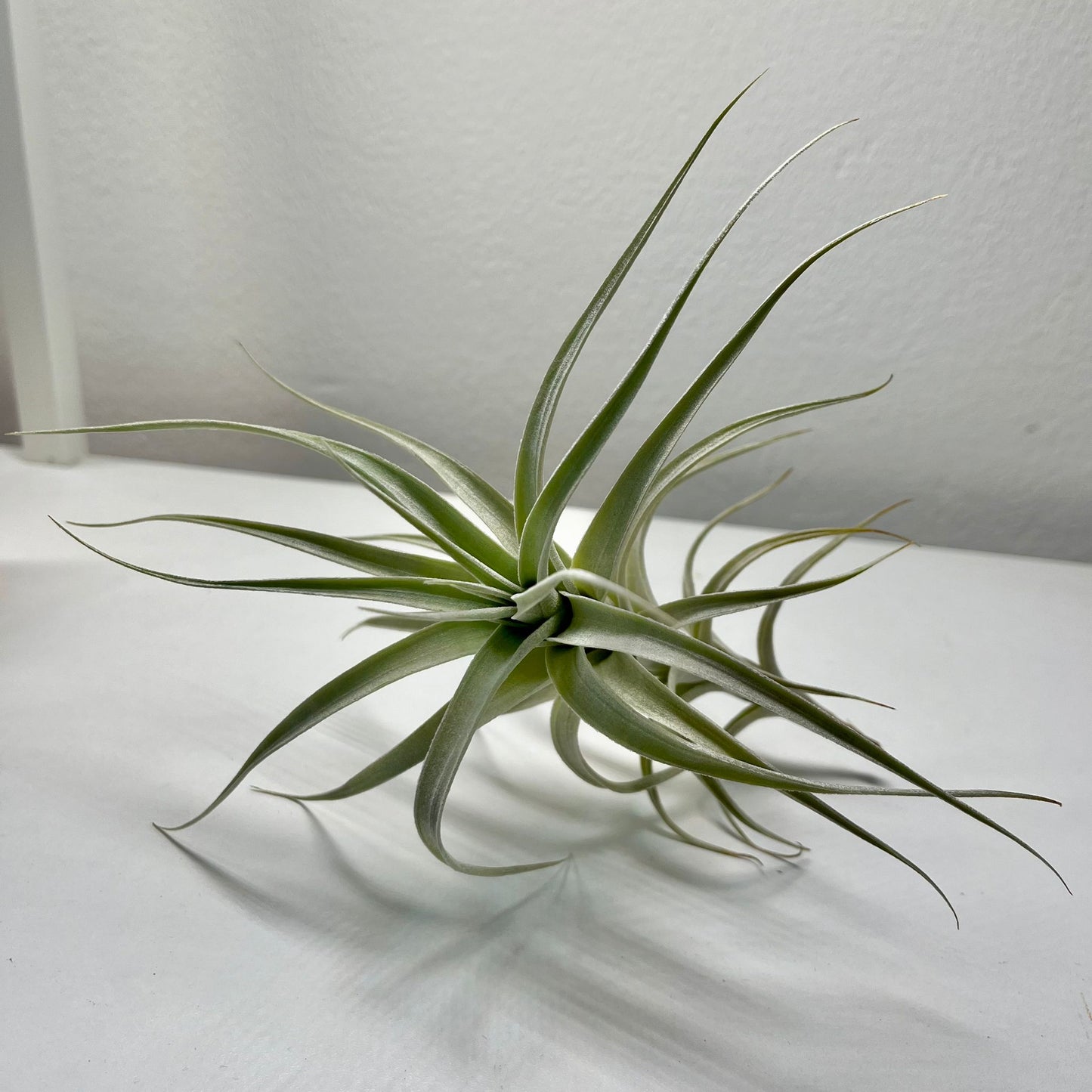 Tillandsie D (large)