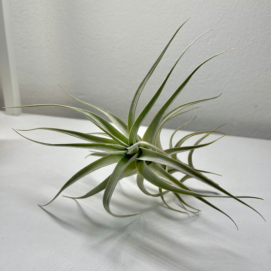 Tillandsie D (large)