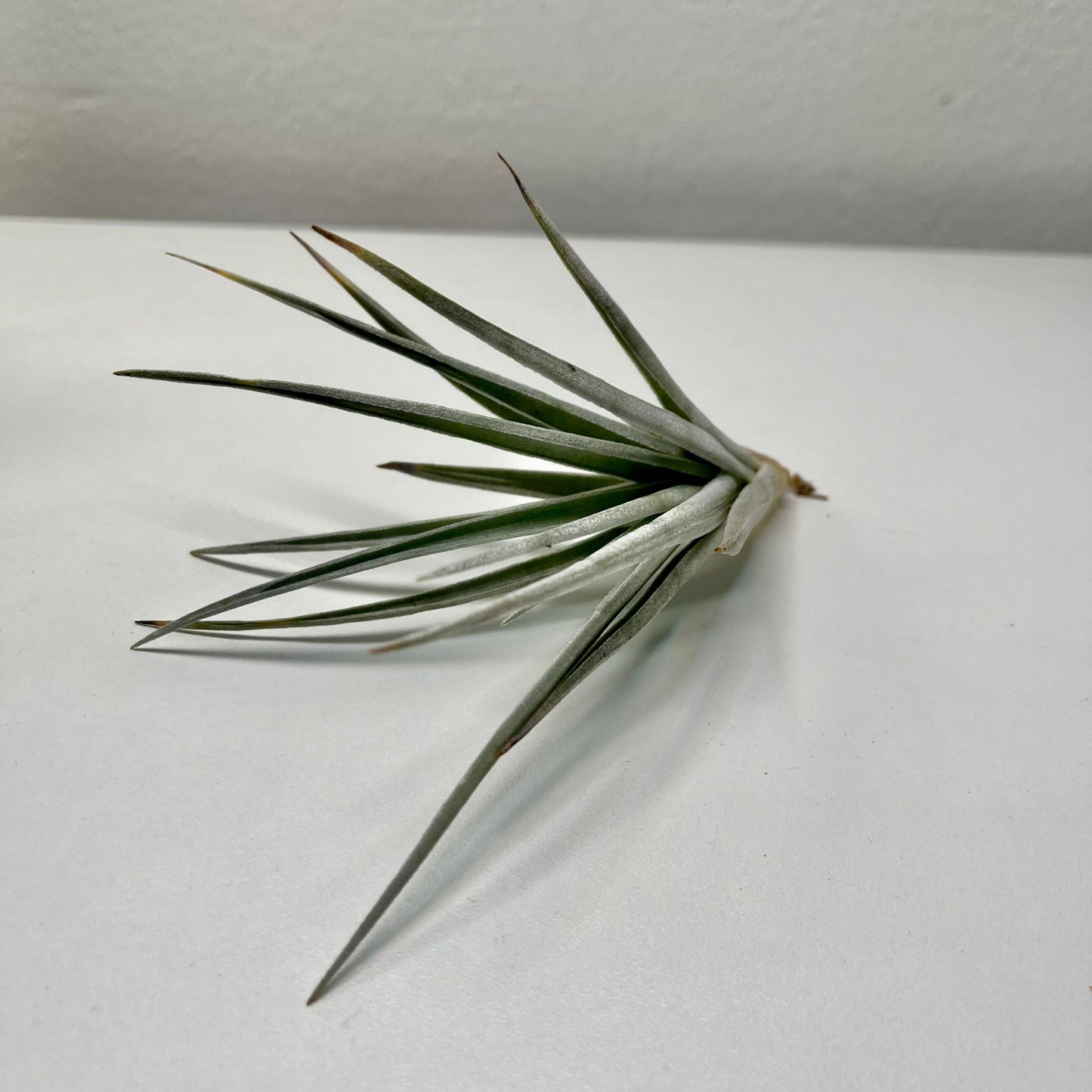 Tillandsie B (medium)