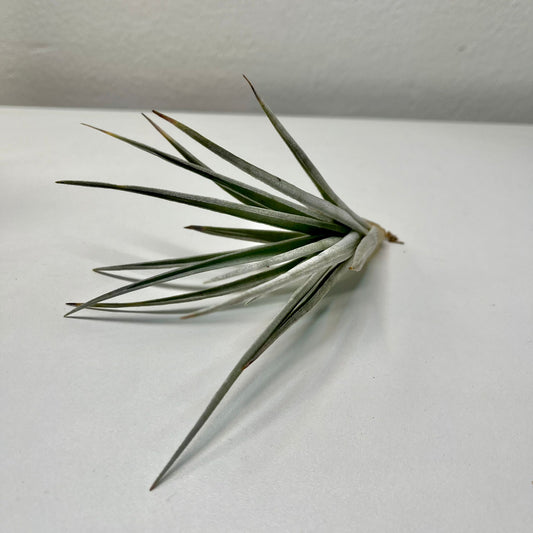 Tillandsie B (medium)