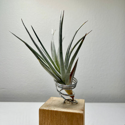 Tillandsie B (medium)