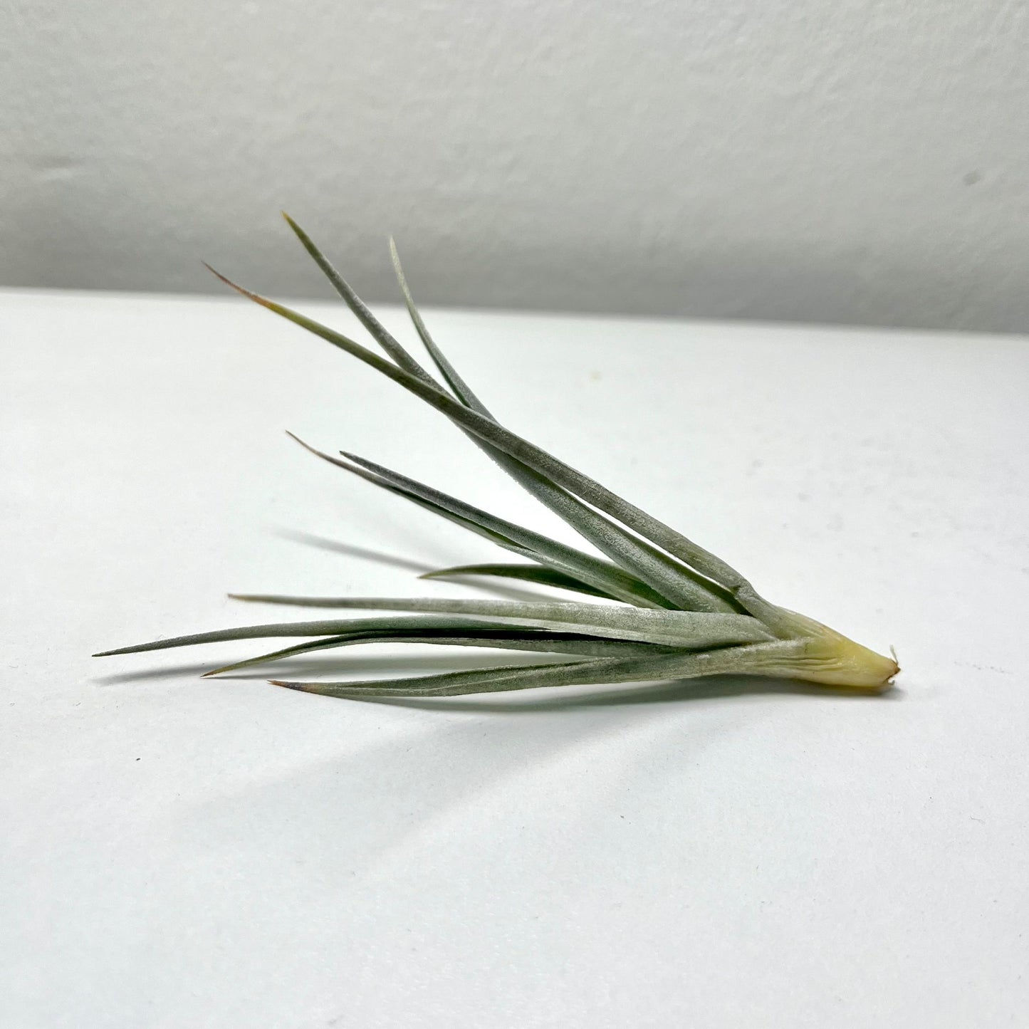 Tillandsie B (small)