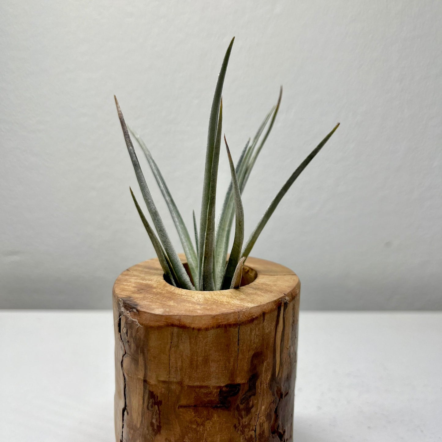 Tillandsie B (small)