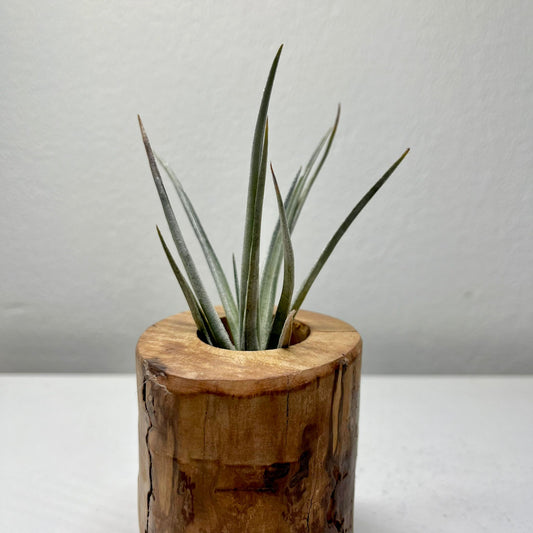 Tillandsie B (small)