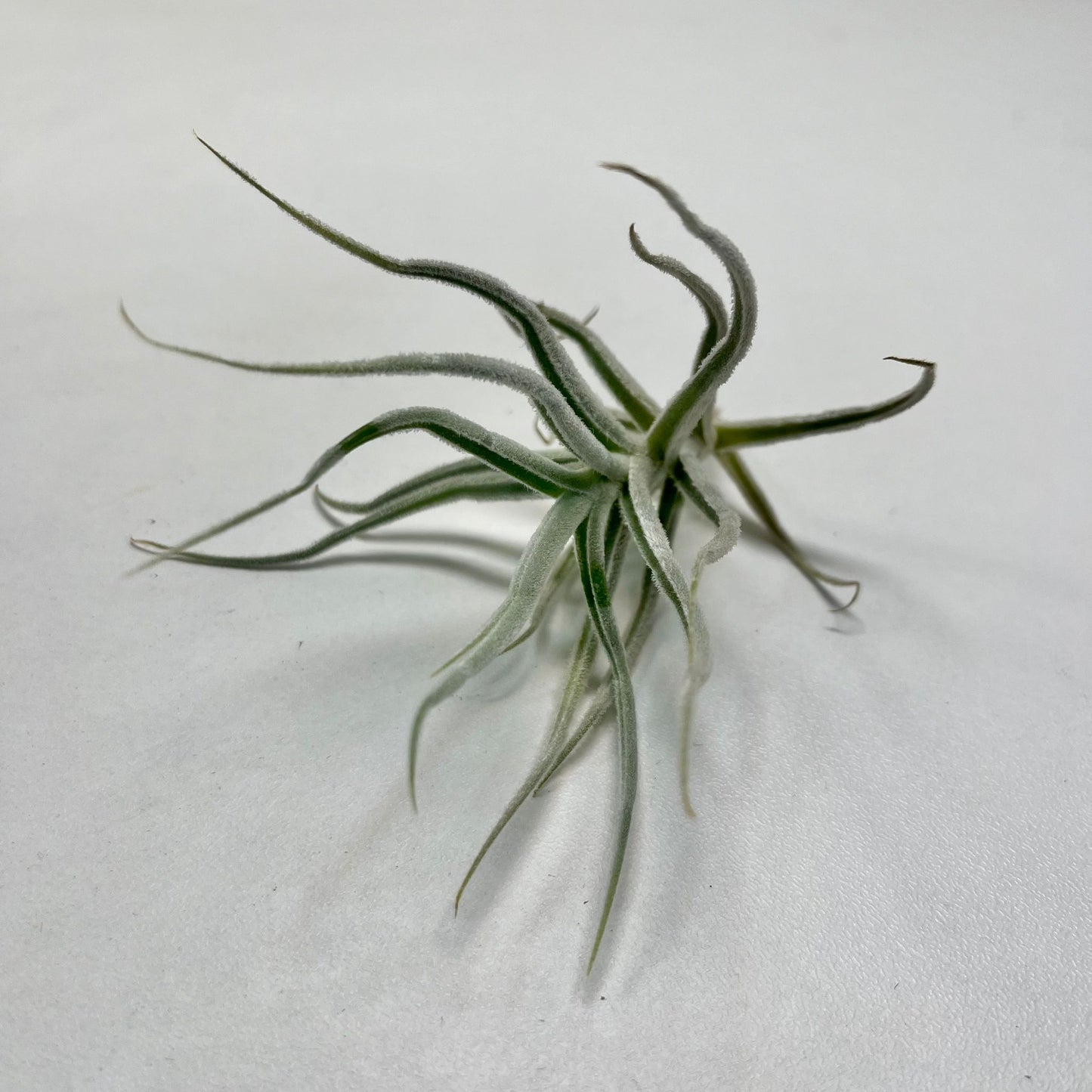 Tillandsie A (small)