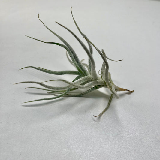 Tillandsie A (small)